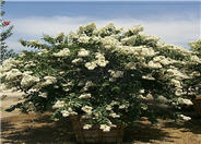 Natchez Crape Myrtle