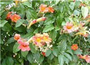 Scarlet Trumpet Vine